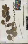 Foto von Salix myrsinifolia Salisb.